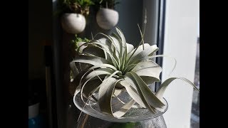 tillandsia  oplatwa podlewanie [upl. by Armond]