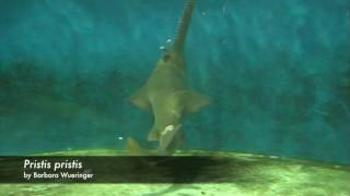 sawfish feeding behaviour [upl. by Otina]