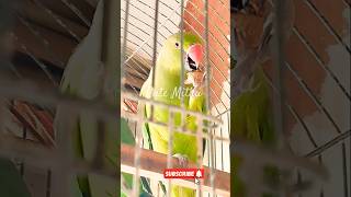 Green parrot 🦜 ringneck parrot indian parrot parrot cutemithu [upl. by Otrebcire]