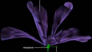 Structure dune fleur monocotylédone iris [upl. by Ettelorahc310]