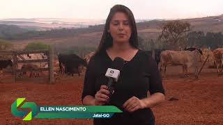 Tristezinha parasitária bovina Características e tratamento [upl. by Cathi]