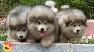 Baby Alaskan Malamute Puppies Running😍Funny And Cute Puppies Compilation [upl. by Naras]