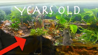 Years old rainforest ecosystem vivarium over time this happened [upl. by Halla]