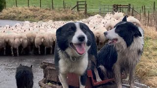 Two brilliant border collies herding sheep [upl. by Yttel208]