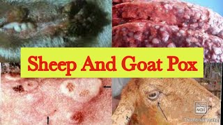 Sheep And Goat Pox treatment  control and vaccination [upl. by Niveg]