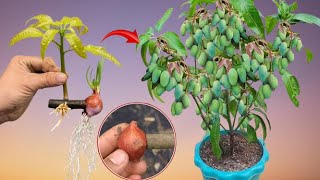 2 special methods to help mangoes grow quickly and healthily that you should not ignore [upl. by Eemyaj63]