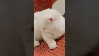 Payal cat snowcat catvideos cats catlover yoyohoneysinghnewsong paradox [upl. by Kery873]