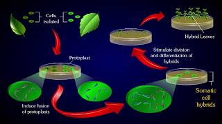 PROTOPLAST FUSION [upl. by Brotherson]