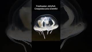 Freshwater Jellyfish  Craspedacusta sowerbii shorts [upl. by Arua756]