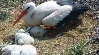 Čápi Ústí nad Orlicí  Přímý zásah a nadýchaný polštářek  Direct hit and fluffy pillow [upl. by Rame11]