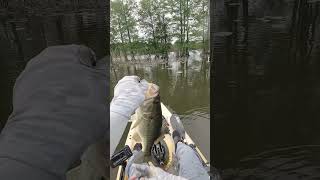 The Swamp Bat fishing bassfishing texasrig [upl. by Bal946]