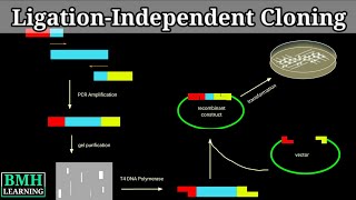 LigationIndependent Cloning  LIC Cloning [upl. by Wolf524]