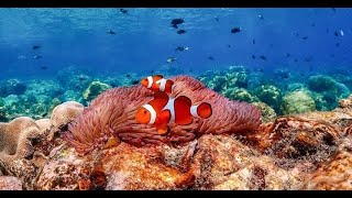 Nemo Island by Pattaya Sea Adventure [upl. by Aholah]