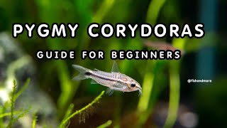 PYGMY CORYDORAS  FULL GUIDE ON PYGMY CORYDORAS BREEDING TANK SIZE DIET PERFECT CONDITIONS [upl. by Rina449]