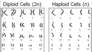 Haploid vs Diploid [upl. by Gabie]