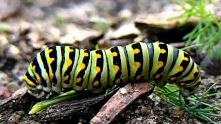 Black swallowtail caterpillar antennae popping out [upl. by Dolli]