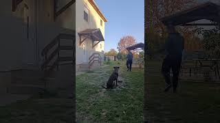 Food on command belgiummalinois malinois training food command obedience youtubeshorts [upl. by Baiel]