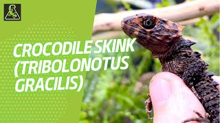 Crocodile Skink Tribolonotus gracilis  Reptile Systems [upl. by Neral]