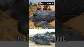 🐢 Meet the Worlds Largest Turtle [upl. by Adela323]