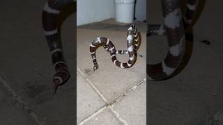 Defensive Bandybandy telling me to go away snakecatcher snakes australiansnakes snakevideo [upl. by Kailey]