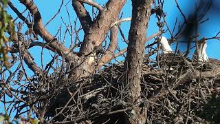 Dec 2 2024 Two eagles working with one branch Flamingo Show Online [upl. by Enimaj683]