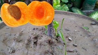 How to Care Apricot Plant  Fruit Free  Big Apricot Varieties Urduhindi [upl. by Htebazileharas]