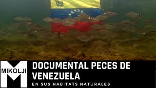 DOCUMENTAL PECES DE VENEZUELA [upl. by Aidam]