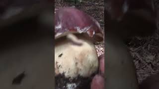 Boletus pinophilus porcino rosso funghiporciniboletusnature [upl. by Amalie137]