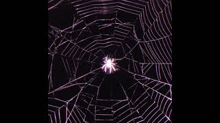 melanie martinez  spider web speed up  reverb [upl. by Nohsyt626]