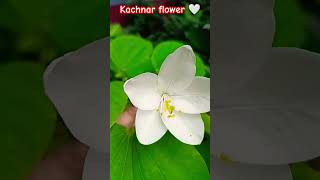 Kachnar  bauhinia acuminata flower  plant gardening natural flower short video 🍀🤍🍃🤍🍃🍀😍 [upl. by Ruder]