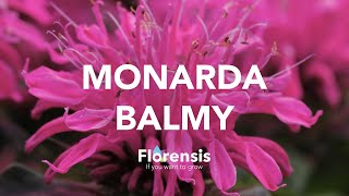 Florensis  Monarda Balmy [upl. by Kaitlyn514]