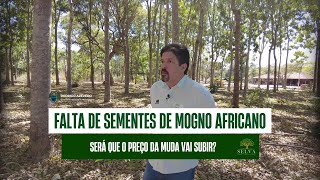 ESTÁ EM FALTA DE SEMENTES DE MOGNO AFRICANO [upl. by Assile717]