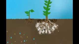 Mycorrhizae Helps Reduce Nutrient Run Off [upl. by Jory108]