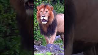 Lion vs rhino animals wildlife wildanimals foryou fyp [upl. by Cleodell594]