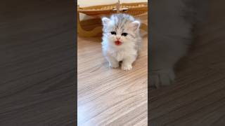 The little kitten is meowing💕😻cat cute kitten catlover meow [upl. by Jammal]