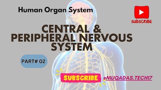 Peripheral Nervous System  Central Nervous System Continue  Nerves of PNS  CNS amp PNS [upl. by Iz]