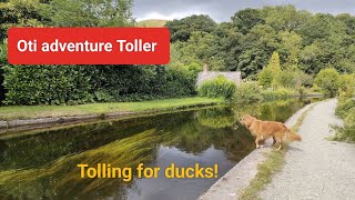 Nova Scotia duck tolling retriever tolling for ducks in calm water UK [upl. by Mloclam222]