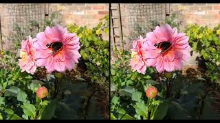 Red Admiral on Dahlia  parallel view  LumePad2 Tablet [upl. by Salamone]