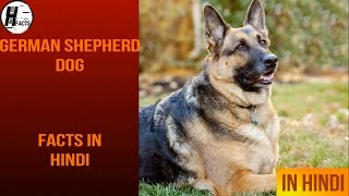 German Shepherd Dog Facts  Hindi  Dog Facts  HINGLISH FACTS [upl. by Rahr]