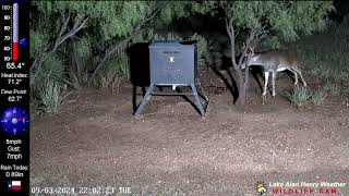 Buck RubbingShedding His Velvet 090324  Lake Alan Henry Weather  Texas [upl. by Wayland]