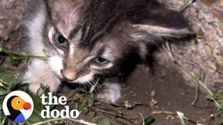 Guy Hears A Tiny Meow Coming From The Sidewalk  The Dodo [upl. by Inigo505]