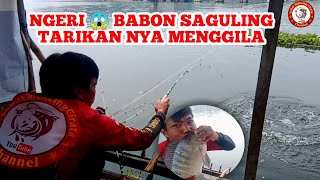 BABON SAGULING SENSASINYA LUAR BIASA  mancing saguling terbaru [upl. by Gnohp]