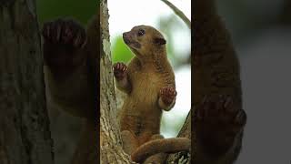 🐻🌿 Meet the Kinkajou The Rainforests Nighttime Acrobat [upl. by Cutcheon]