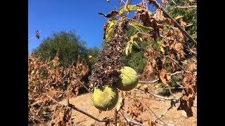 Aesculus californica California buckeye [upl. by Enohsal]