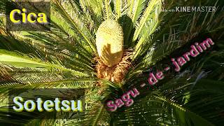 Cica  Cycas revoluta como cuidar e propagar [upl. by Jennica]