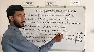 Male Reproductive System Terminology l Terminology for Male Reproductive System l मानव जनन तंत्र [upl. by Ocsirf]