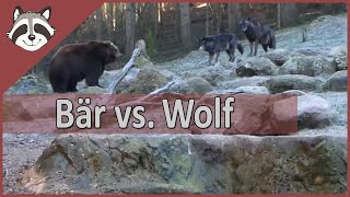 Bär vs Wölfe im Wildpark Lüneburger Heide [upl. by Honan]