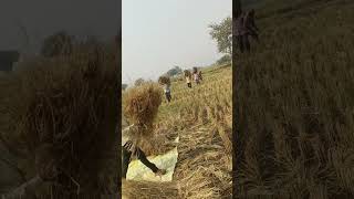 Farming 🌾🪔 diwali ytshorts shortvideo [upl. by Neirod]