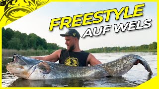 ABSPANNEN auf WELS   Freestyle wallerangeln an der Elbe in die Ecke  Welsangeln in Deutschland [upl. by Roumell]