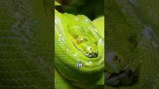 Emerald Tree Boa  Most Beautiful Snakes in the World  Amazing Facts [upl. by Epuladaugairam]